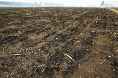  10月30日，香河县渠口镇金庄村，一片田地里的秸秆已被焚烧，留下大片灰烬。