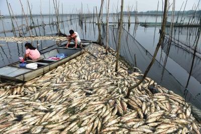 安徽沱湖变酱油湖 跨界污染屡次发生渔民血本无归