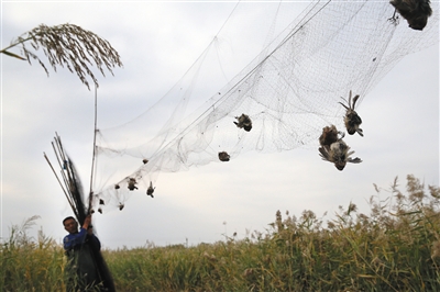 10月11日，天津再次发现大规模捕鸟网，林业部门工作人员清理大量鸟网。图/视觉中国