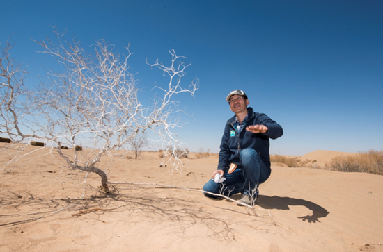 锁边林生态公益项目基地负责人吴向荣老师正为大家讲解沙漠植物——沙拐枣，其根系可长达25米