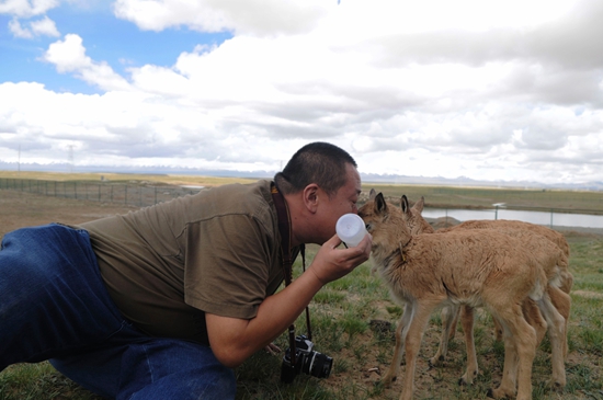 贺瑞明给保护站的小藏羚羊喂奶。