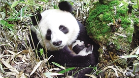 怀抱幼崽的秦岭野生大熊猫。（照片由雍严格提供）