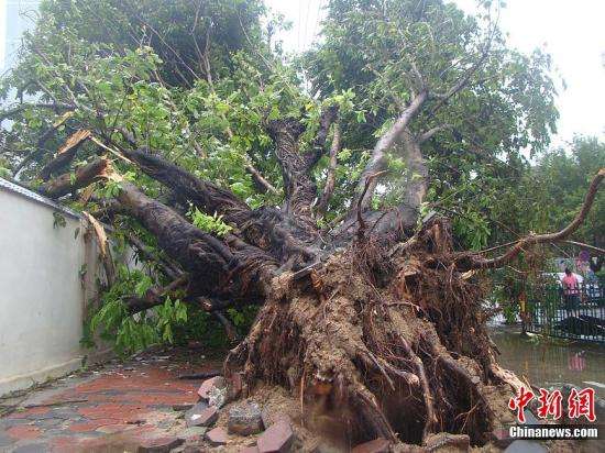 9月29日,台风“纳沙”将根部直径一米粗的大树被连根拔起